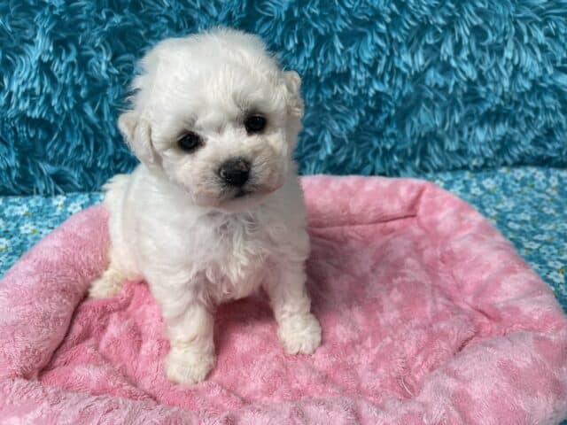 "Maggie" - Female Bichon Frise