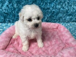 "Maggie" - Female Bichon Frise