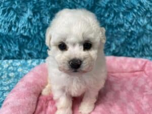 "Maggie" - Female Bichon Frise