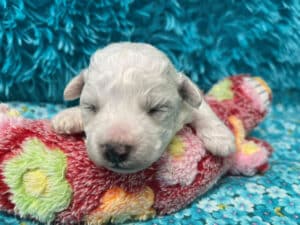 "Maggie" - Female Bichon Frise