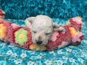 "Marlee" - Female Bichon Frise