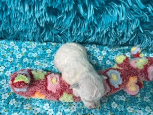 "Marlee" - Female Bichon Frise