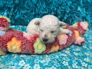 "Marlee" - Female Bichon Frise