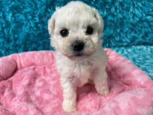 "Marlee" - Female Bichon Frise