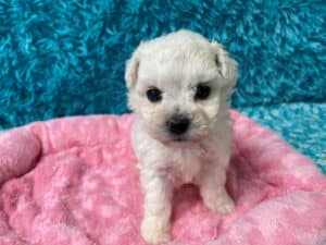 "Marlee" - Female Bichon Frise