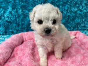 "Marlee" - Female Bichon Frise