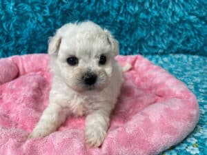 "Marlee" - Female Bichon Frise