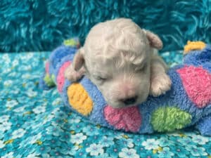 "Matty" - Male Bichon Frise