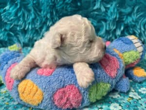 "Matty" - Male Bichon Frise