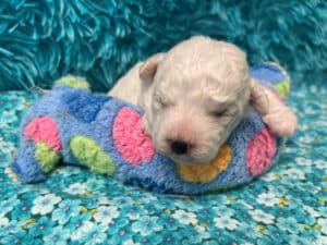 "Matty" - Male Bichon Frise