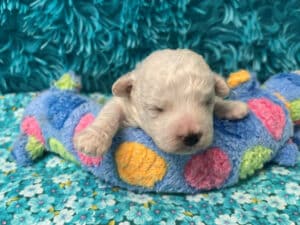 "Matty" - Male Bichon Frise