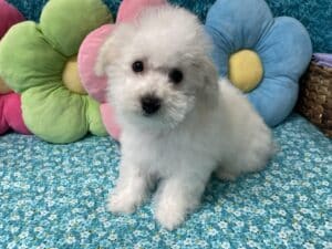 “Kai” – Male Bichon Frise