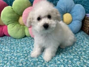 “Kai” – Male Bichon Frise