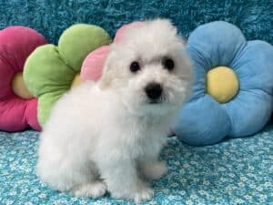 “Kai” – Male Bichon Frise
