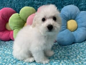“Kai” – Male Bichon Frise