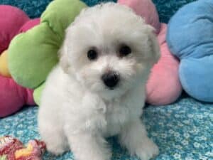 "Katy" - Female Bichon Frise