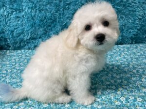 "Kyle" - Male Bichon Frise