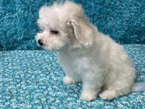 "Kyle" - Male Bichon Frise