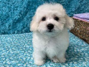"Kyle" - Male Bichon Frise