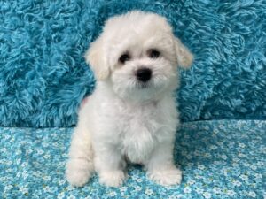 "Kenny" - Male Bichon Frise