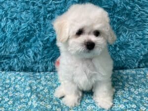 "Kenny" - Male Bichon Frise