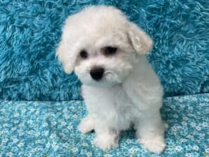 "Kenny" - Male Bichon Frise