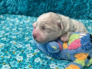 "Kayden" - Male Bichon Frise