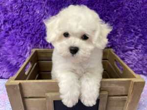 "Addison" - Female Bichon Frise