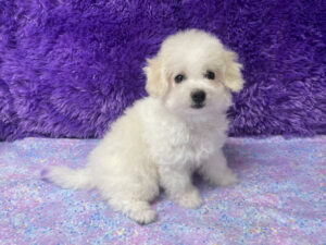 "Paris" - Female Bichon Frise