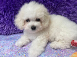 "Penny" - Female Bichon Frise