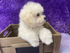 "Penny" - Female Bichon Frise