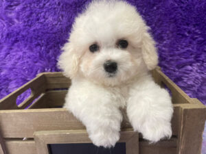 "Penny" - Female Bichon Frise