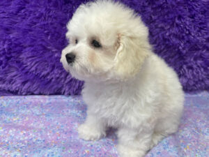 "Penny" - Female Bichon Frise