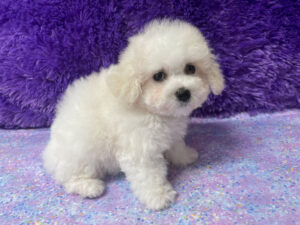 "Penny" - Female Bichon Frise