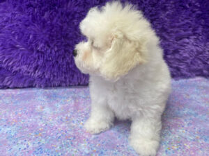 "Penny" - Female Bichon Frise