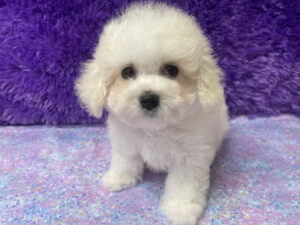 "Penny" - Female Bichon Frise