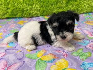 "Piper" - Female Havachon