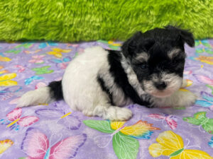 "Piper" - Female Havachon