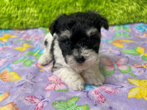 "Piper" - Female Havachon