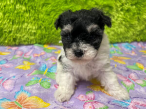 "Piper" - Female Havachon
