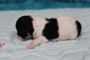 "Piper" - Female Havachon
