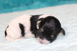 "Piper" - Female Havachon