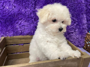 "Poppy" - Female Bichon Frise