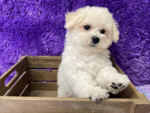 "Poppy" - Female Bichon Frise