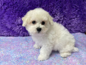 "Poppy" - Female Bichon Frise