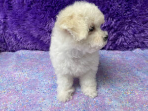 "Poppy" - Female Bichon Frise