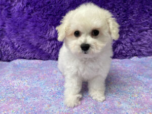 "Poppy" - Female Bichon Frise