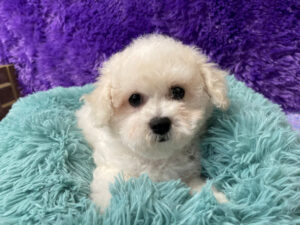 "Poppy" - Female Bichon Frise